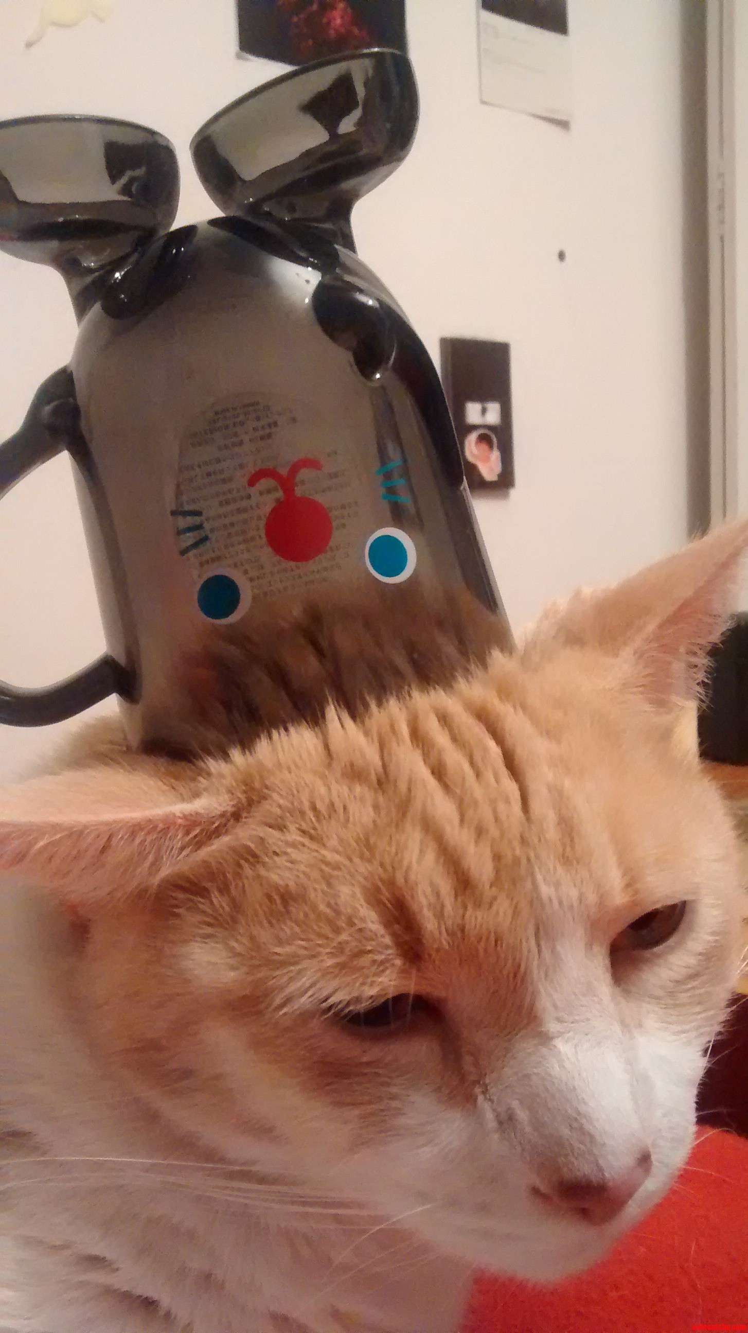 Cup Was Happier Than He Was
