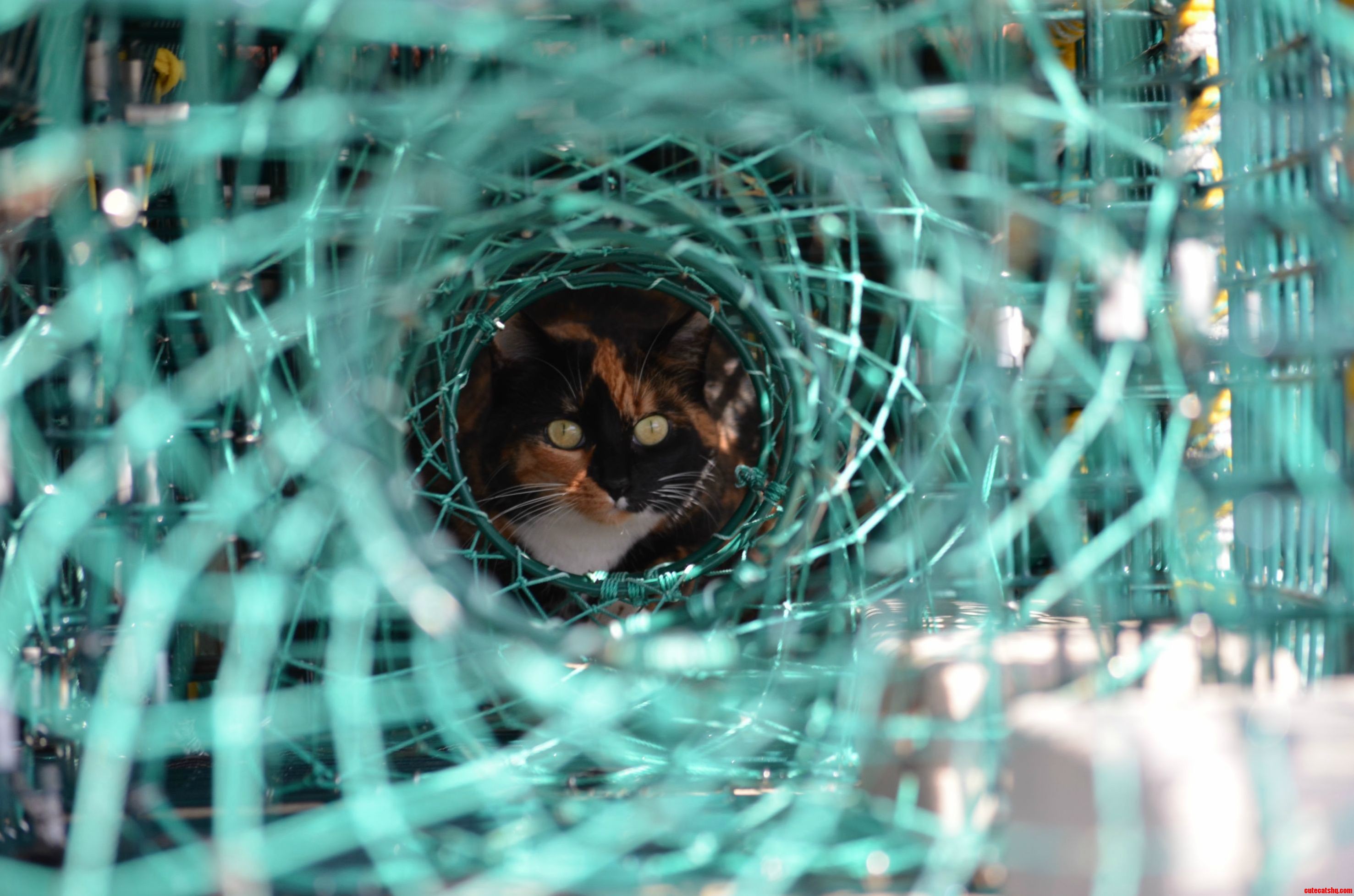 Cupid the Town Cat Hiding in a Lobster Trap.