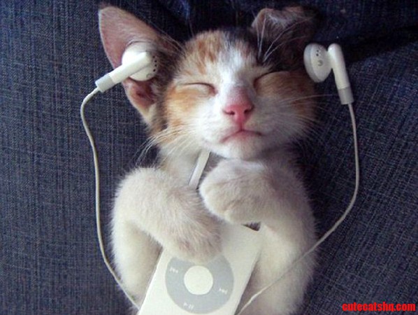 Cute Cat Listening Music
