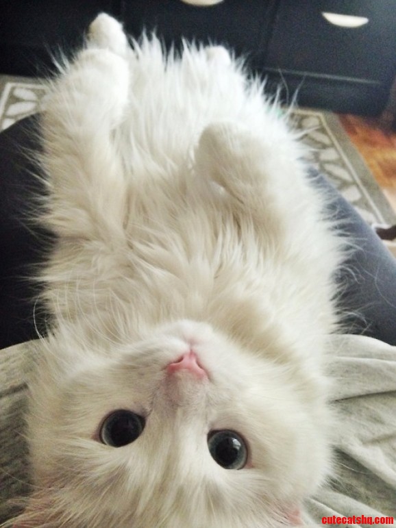 Cute Cat Very Busy in Playing 3