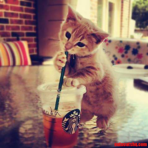 Cute Kitten Drinking Juice P