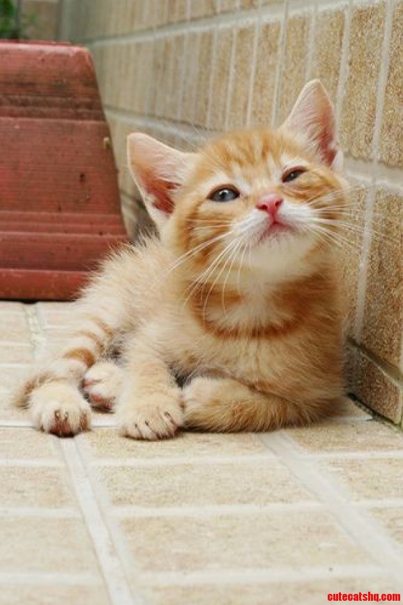 Cute Kitten