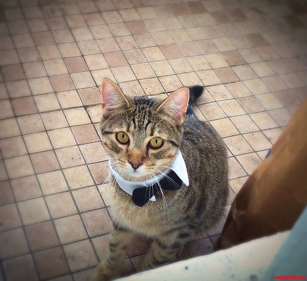 Dapper Cat.