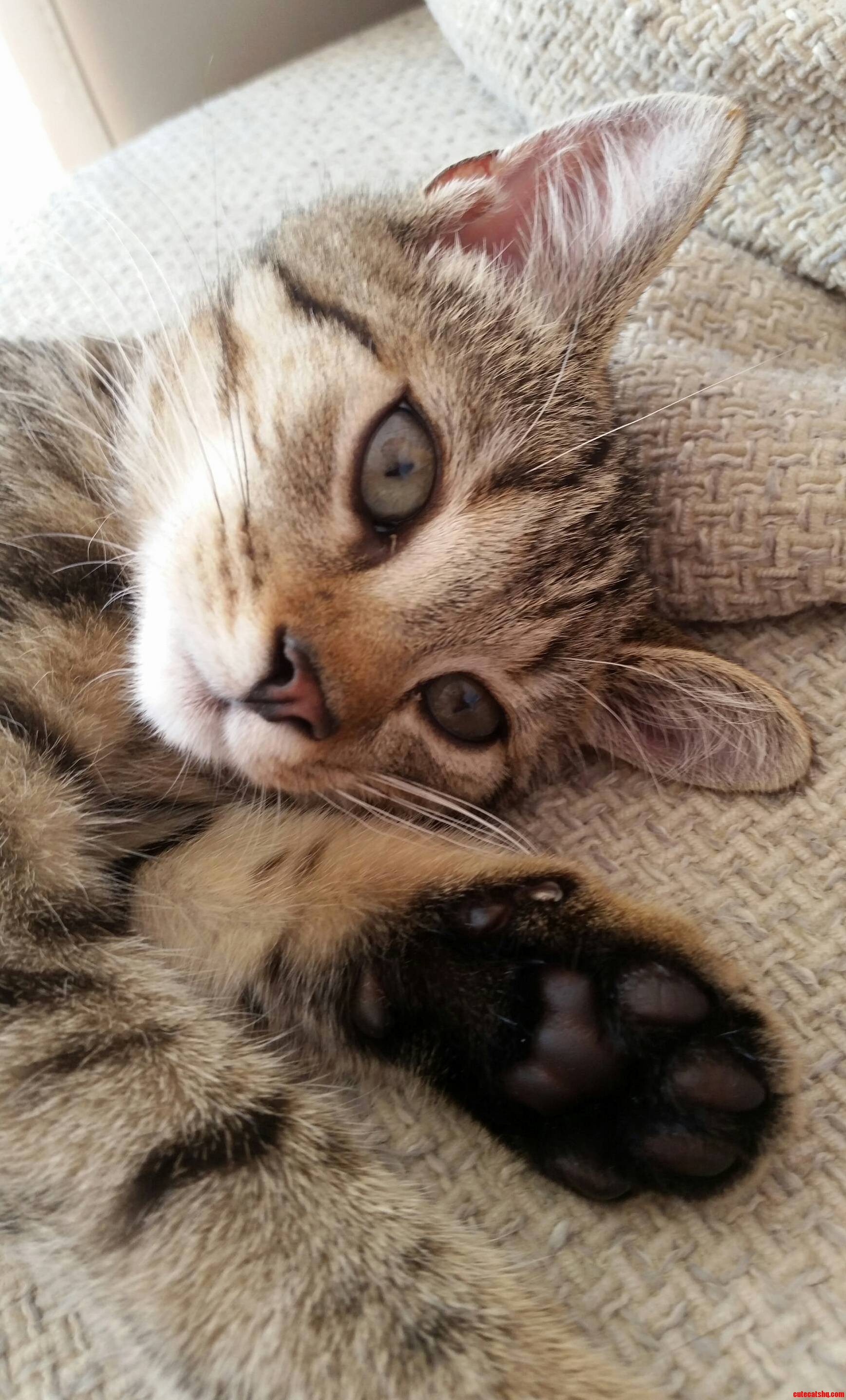 Daydreamer