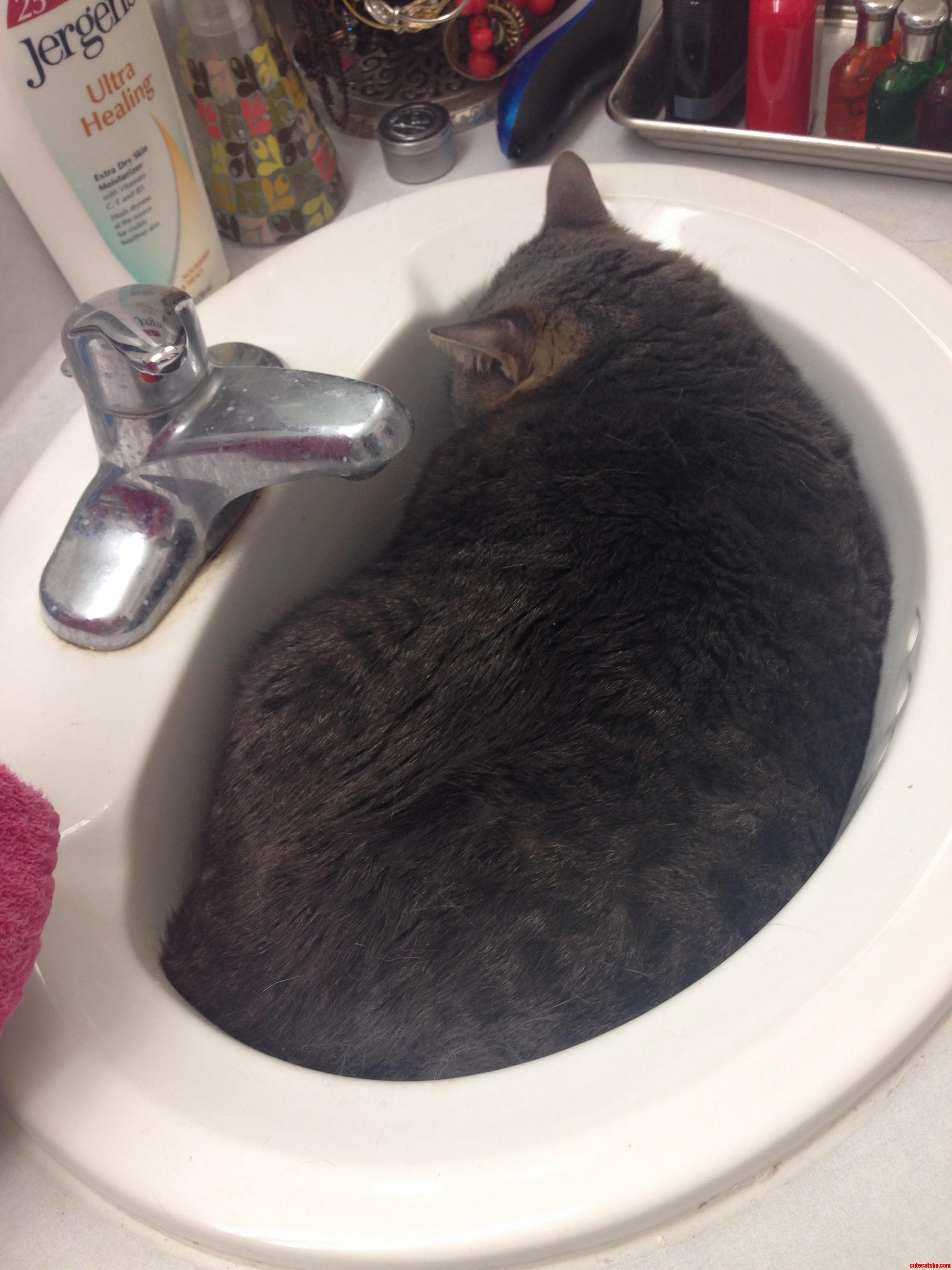 Dear Obese-cat-in-sink I Am Amazed My 18 Pounder Fits Better Than You. Maybe Its a Deeper Sink.