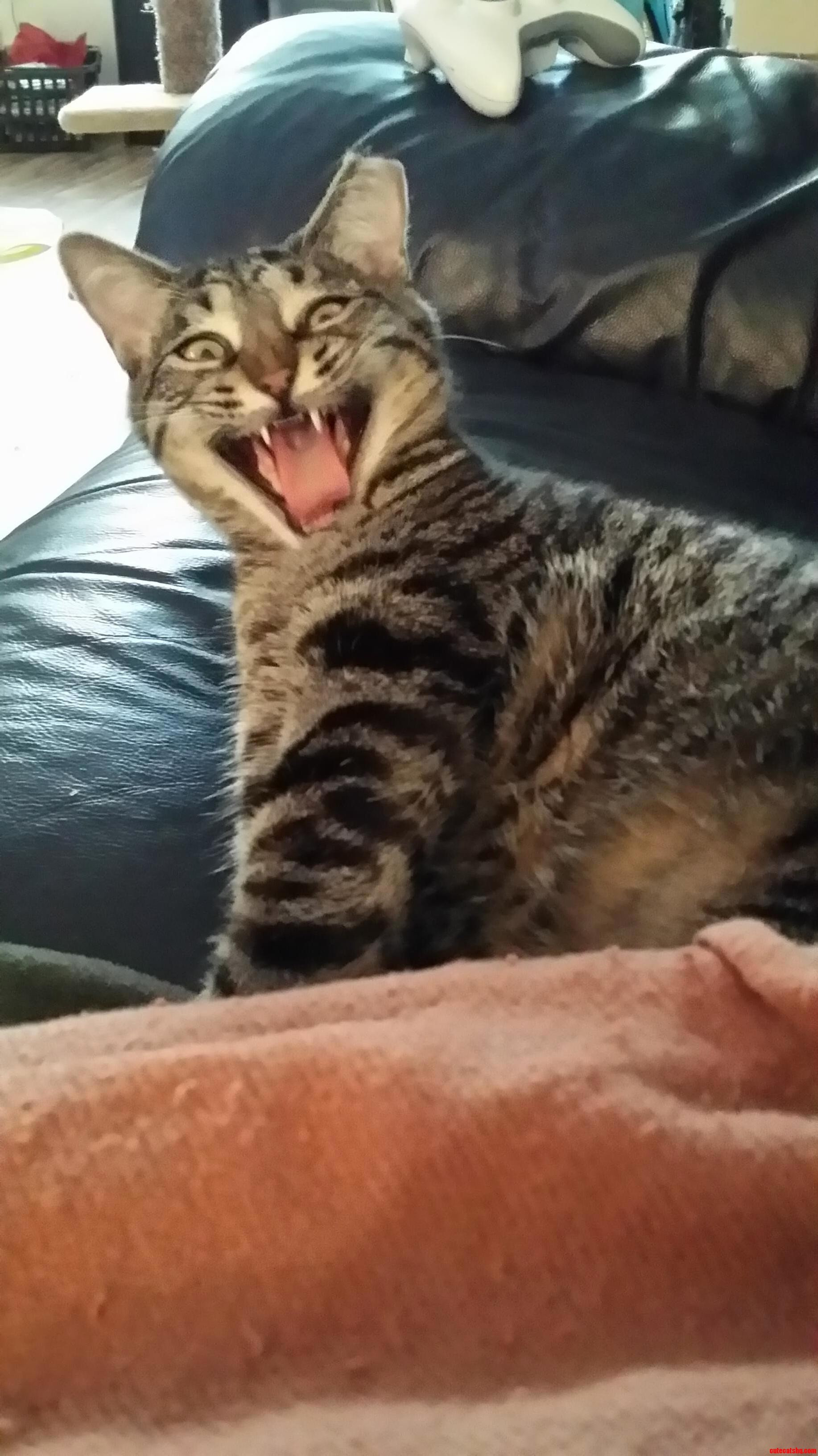 Demon Kitty