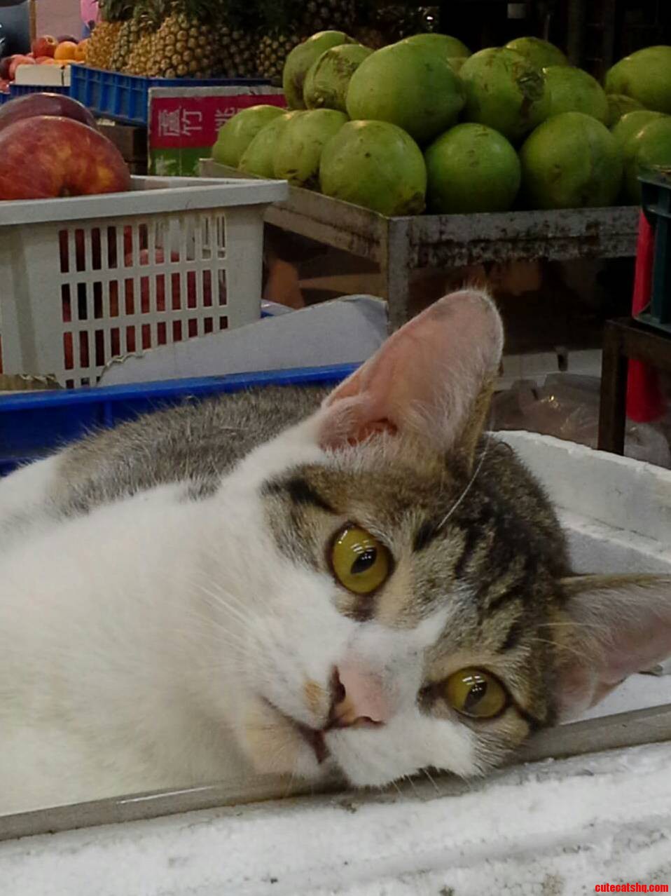 Depressed Cat Is Depressed