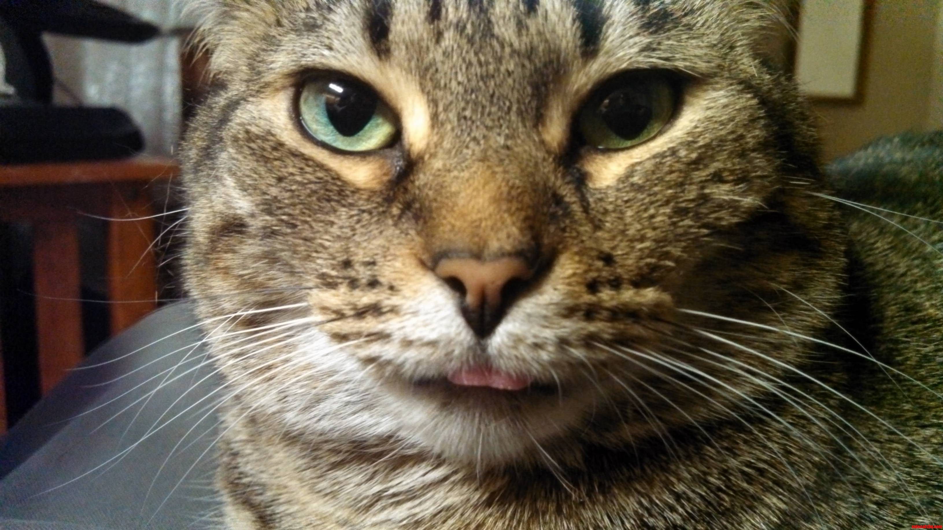 Derp Face