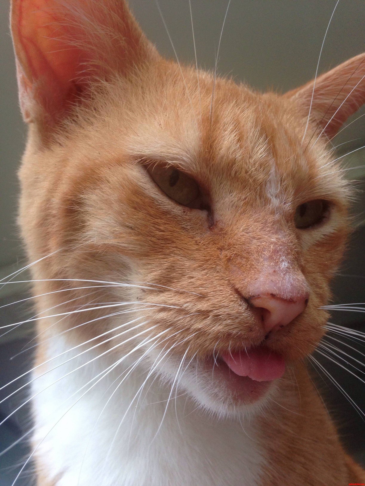 Derp Kitty