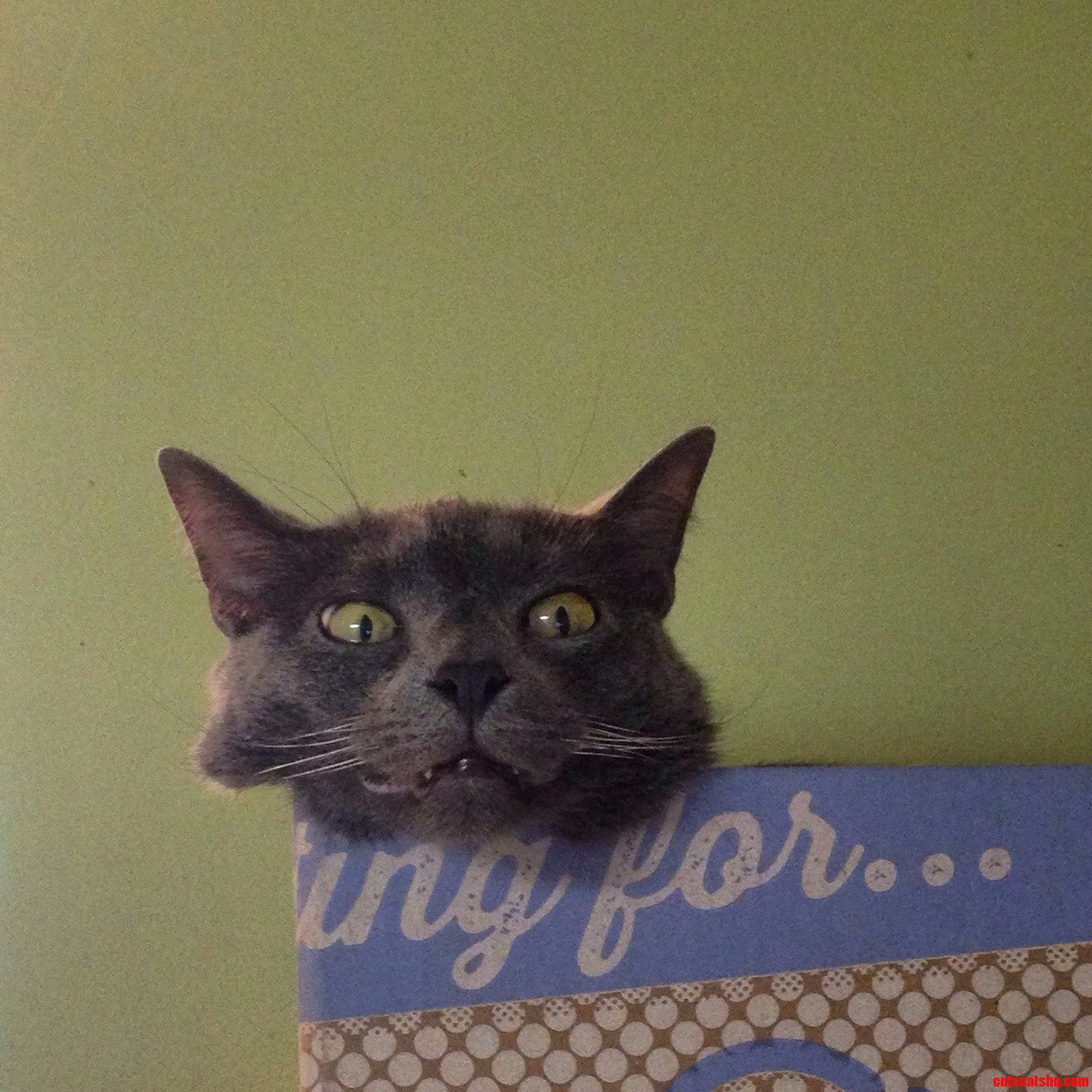 Derp.