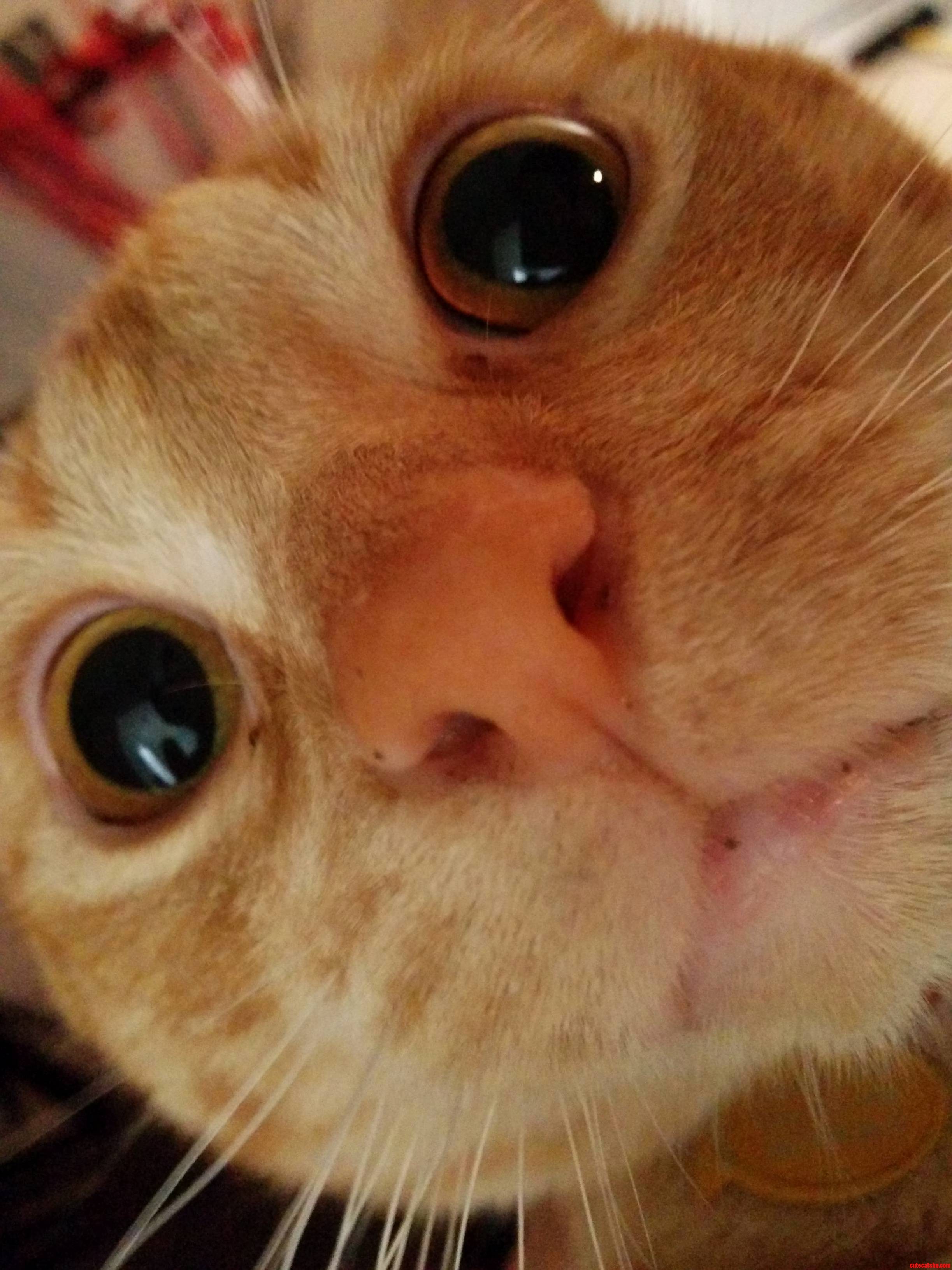 Derp