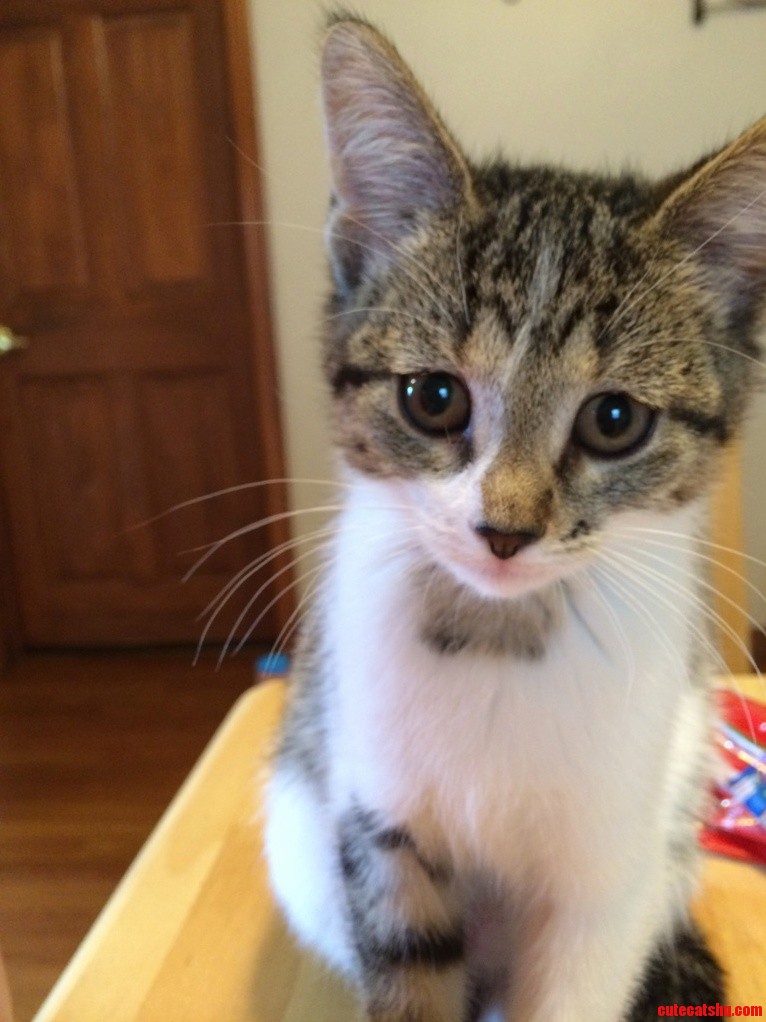 Dexter Is Growing Into a Fine Young Man.