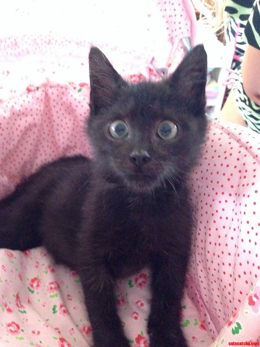 Did I Miss Black Cat Appreciation This Is Our Foster. They Are Neutering Him Tomorrow.