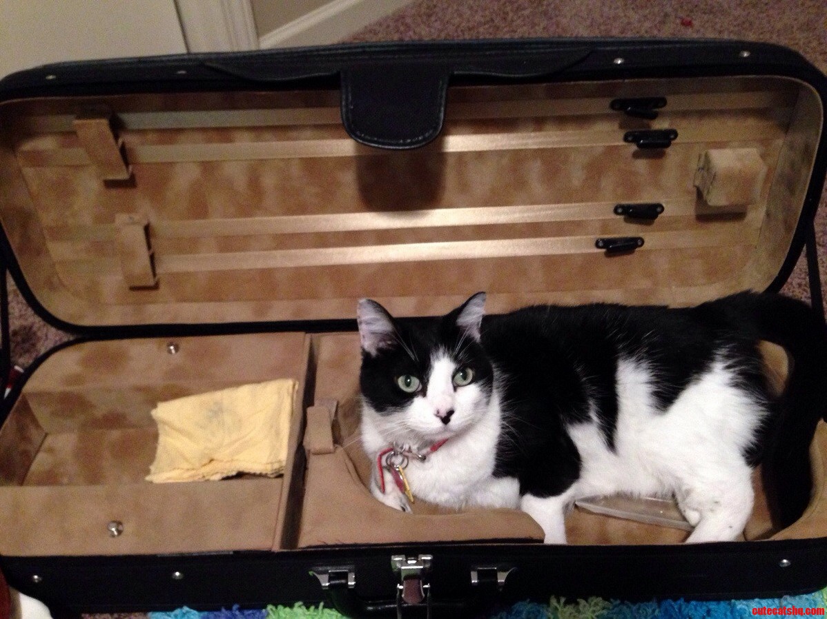 Does Anyone Know of a Good Private Cat Instructor