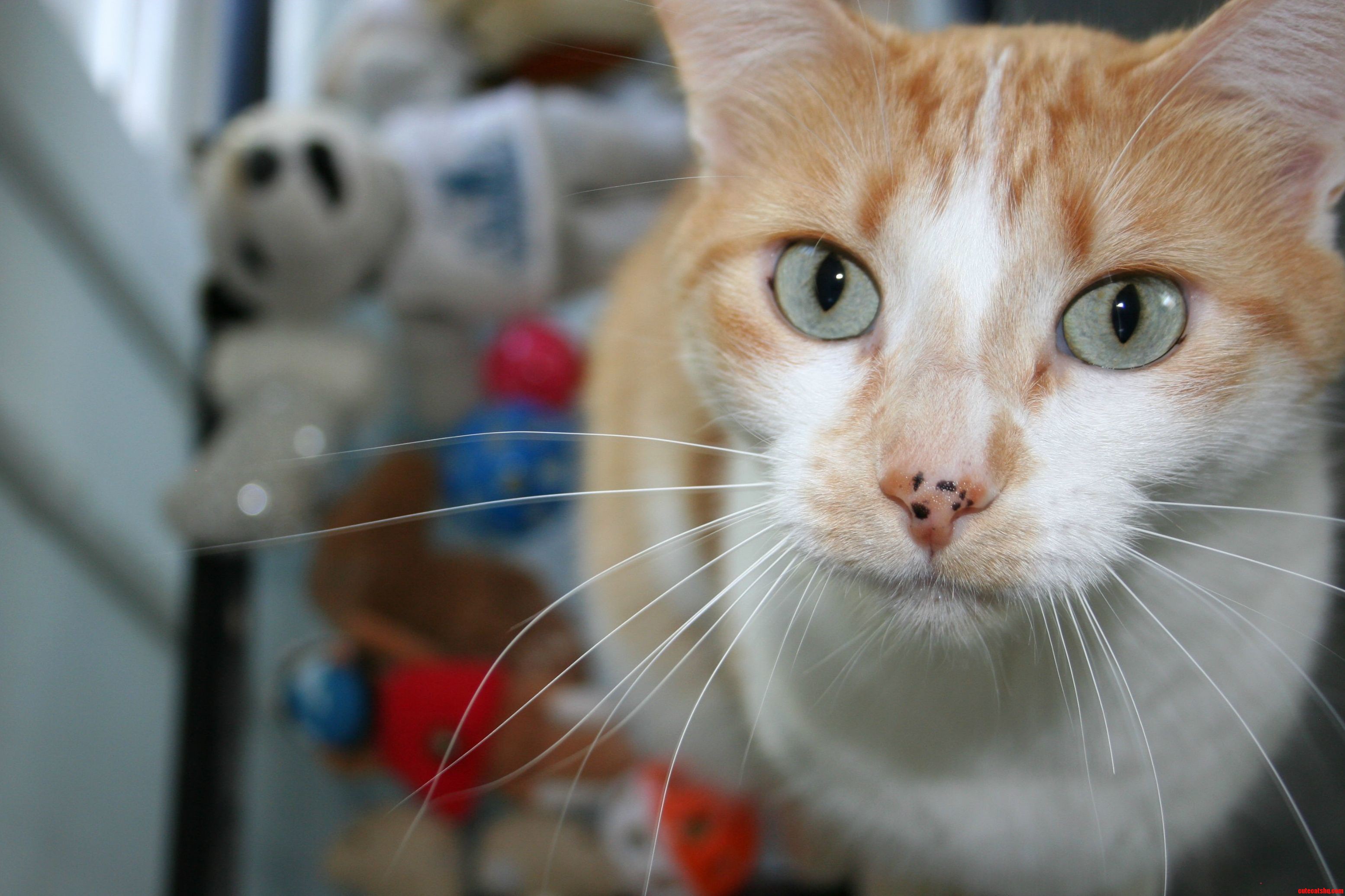 Donut Sitting on His Toys.