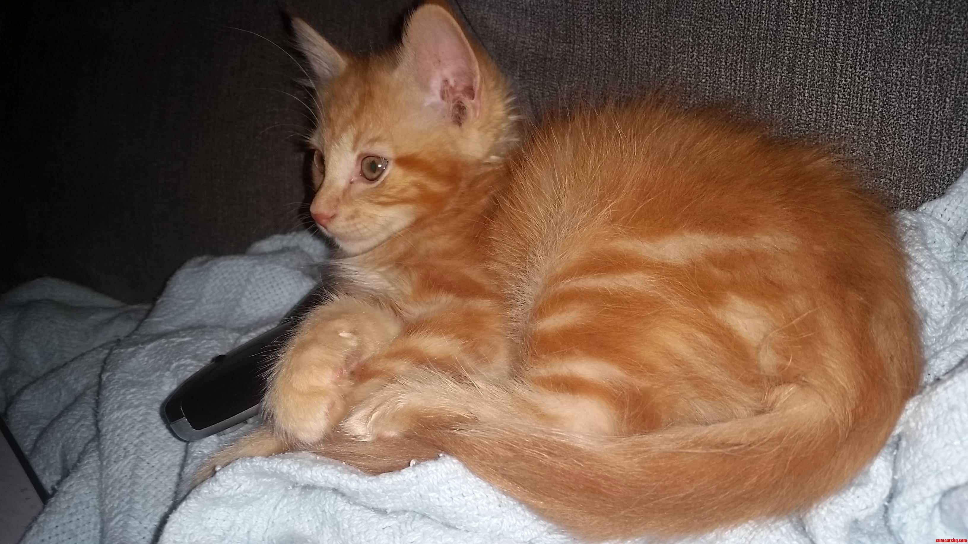 Doobie Watching the Daily Show with Me on the Couch