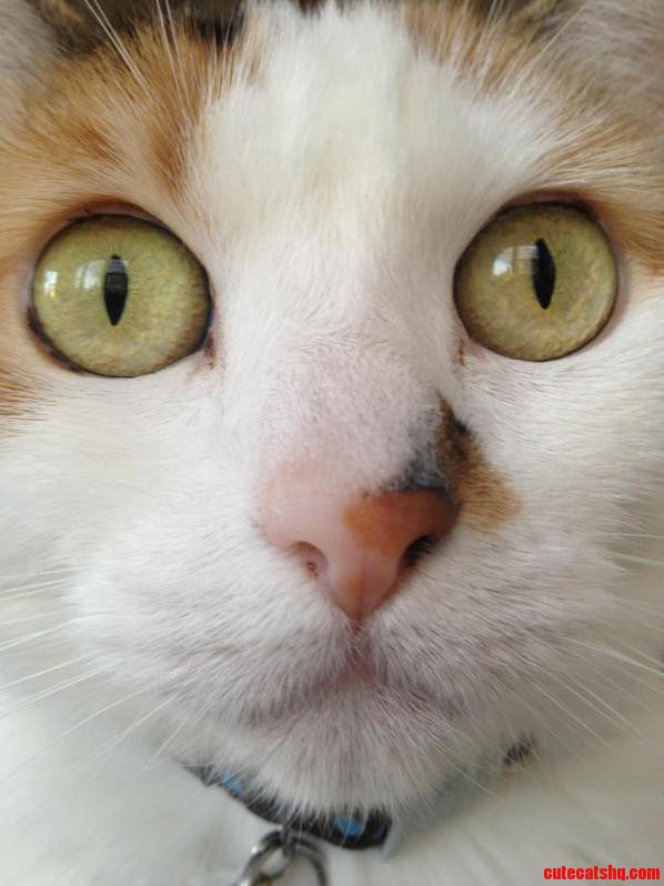 Dramatic Cat Music Duh Duh Duuuuuuuuuuhhhhh