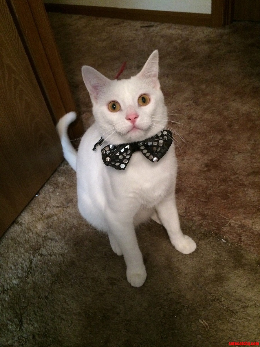 Dresses Like a True Gentleman.