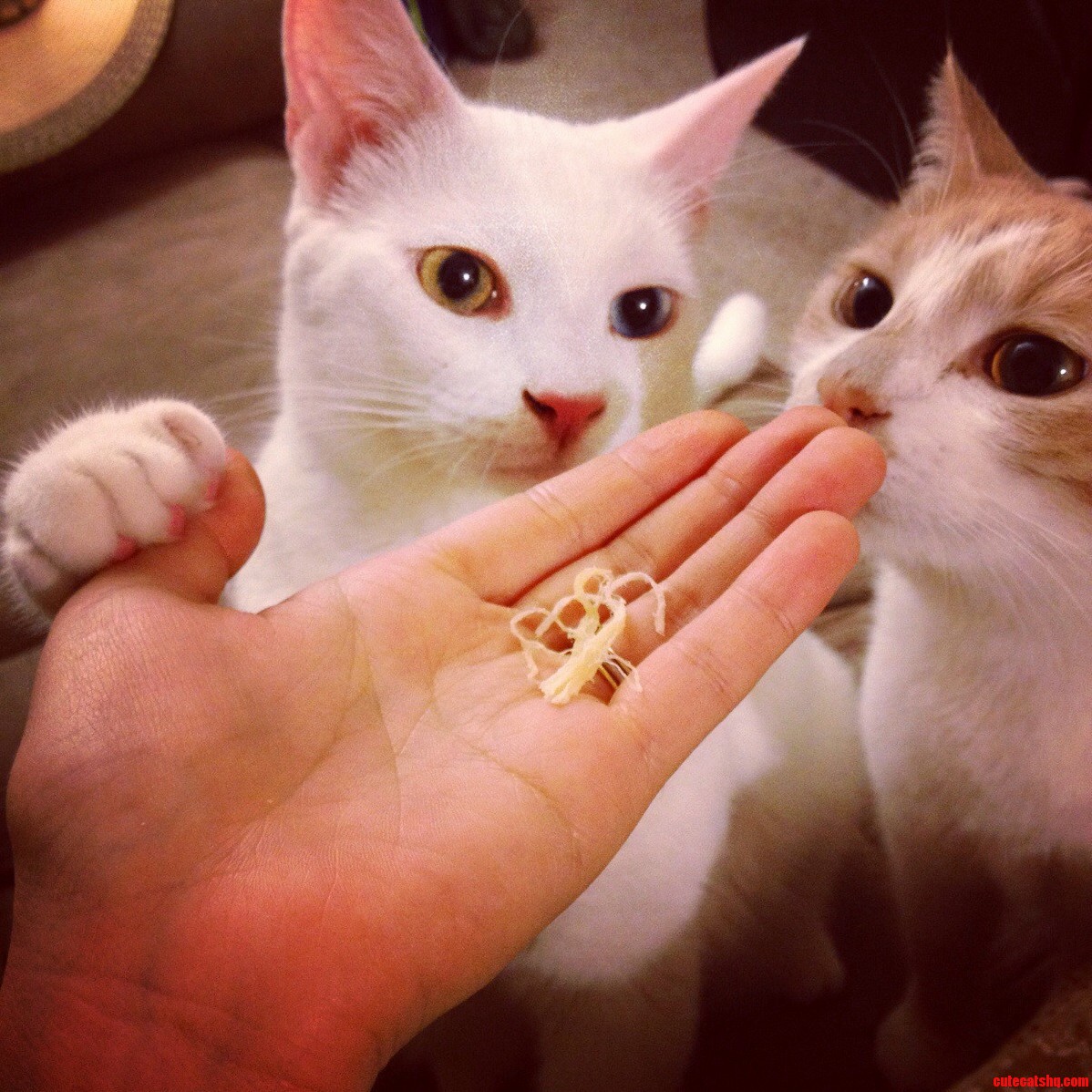 Dried Squid Is It Yummy