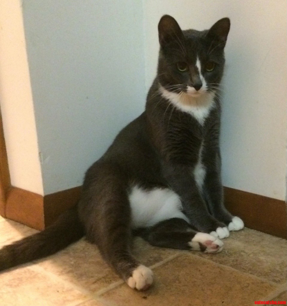 Drunk Cat