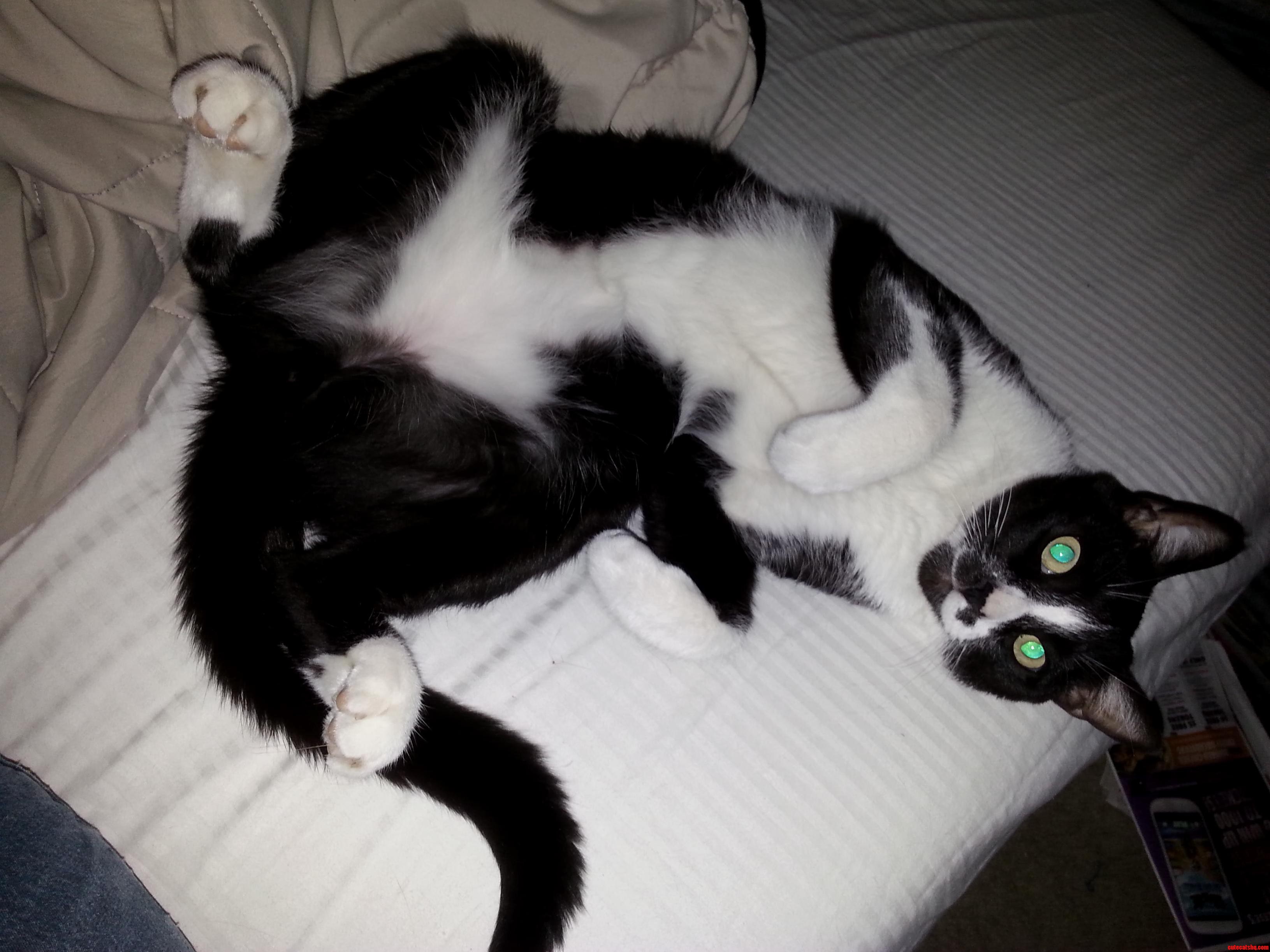 Einstein Is Just So Happy I Am Home.