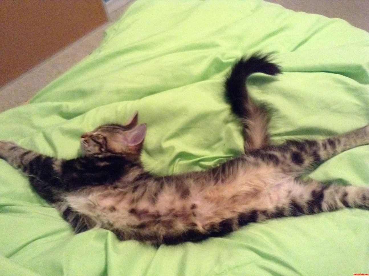 Elliot Likes to Stretch Out When He Sleeps