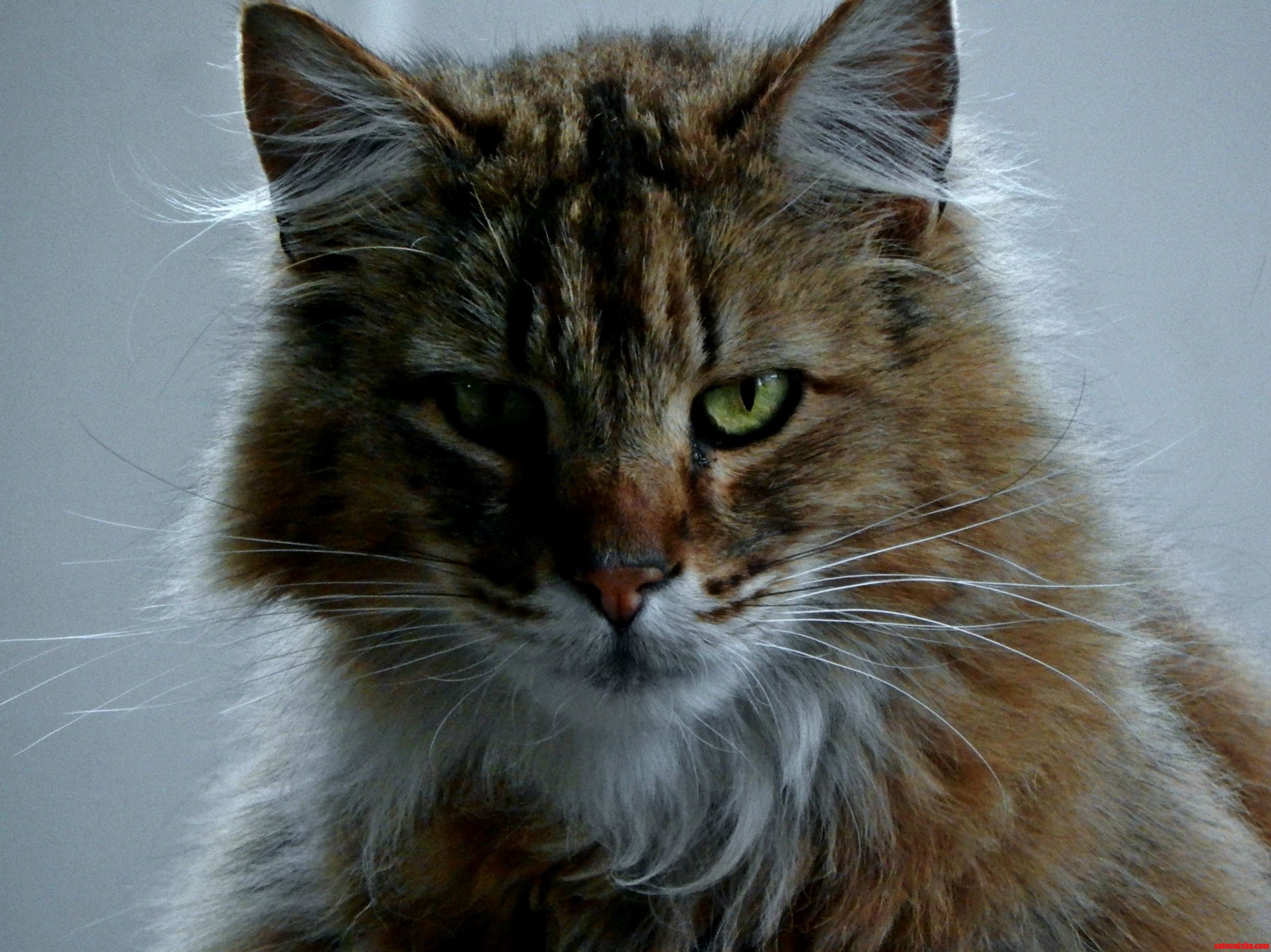 Ever Seen Such a Majestic Cat