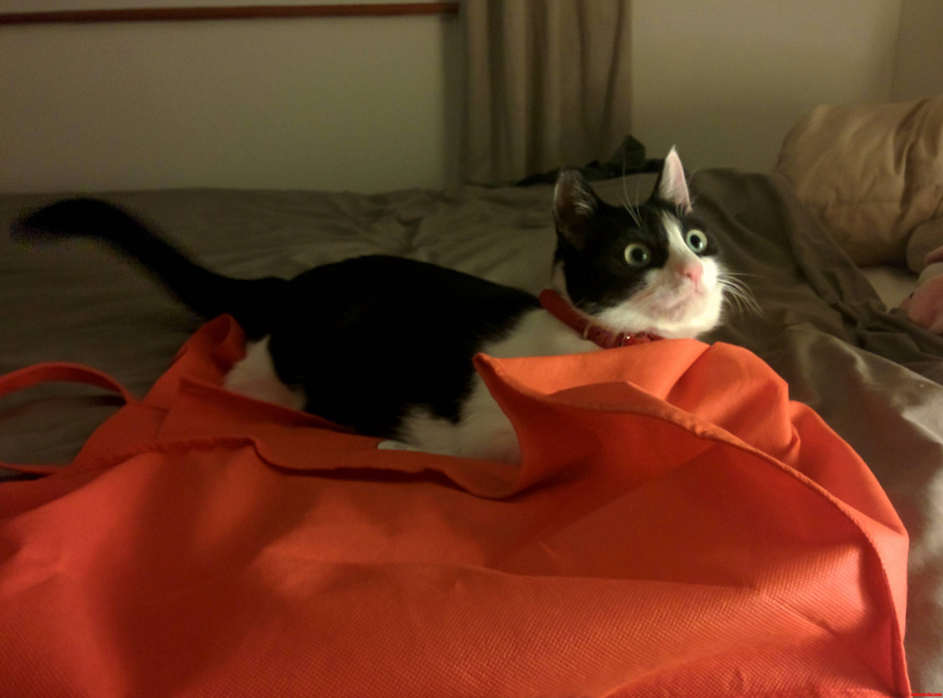 Ever Take a Photo of Your Adorable Snoozing Cat and Forget to Turn the Flash Off