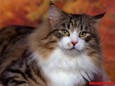 Every Cat Has Its Own Way to Stare at You...