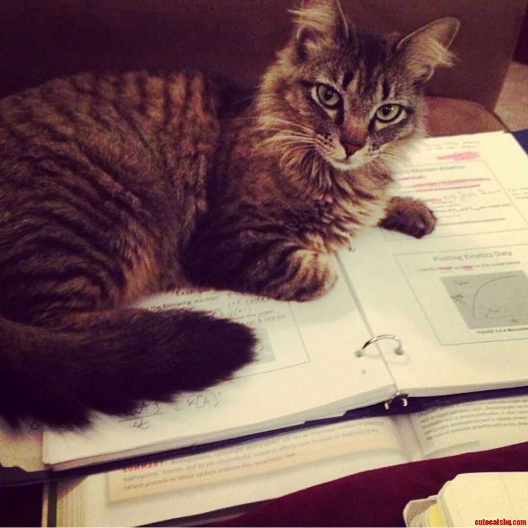 Every Time I Try to Study