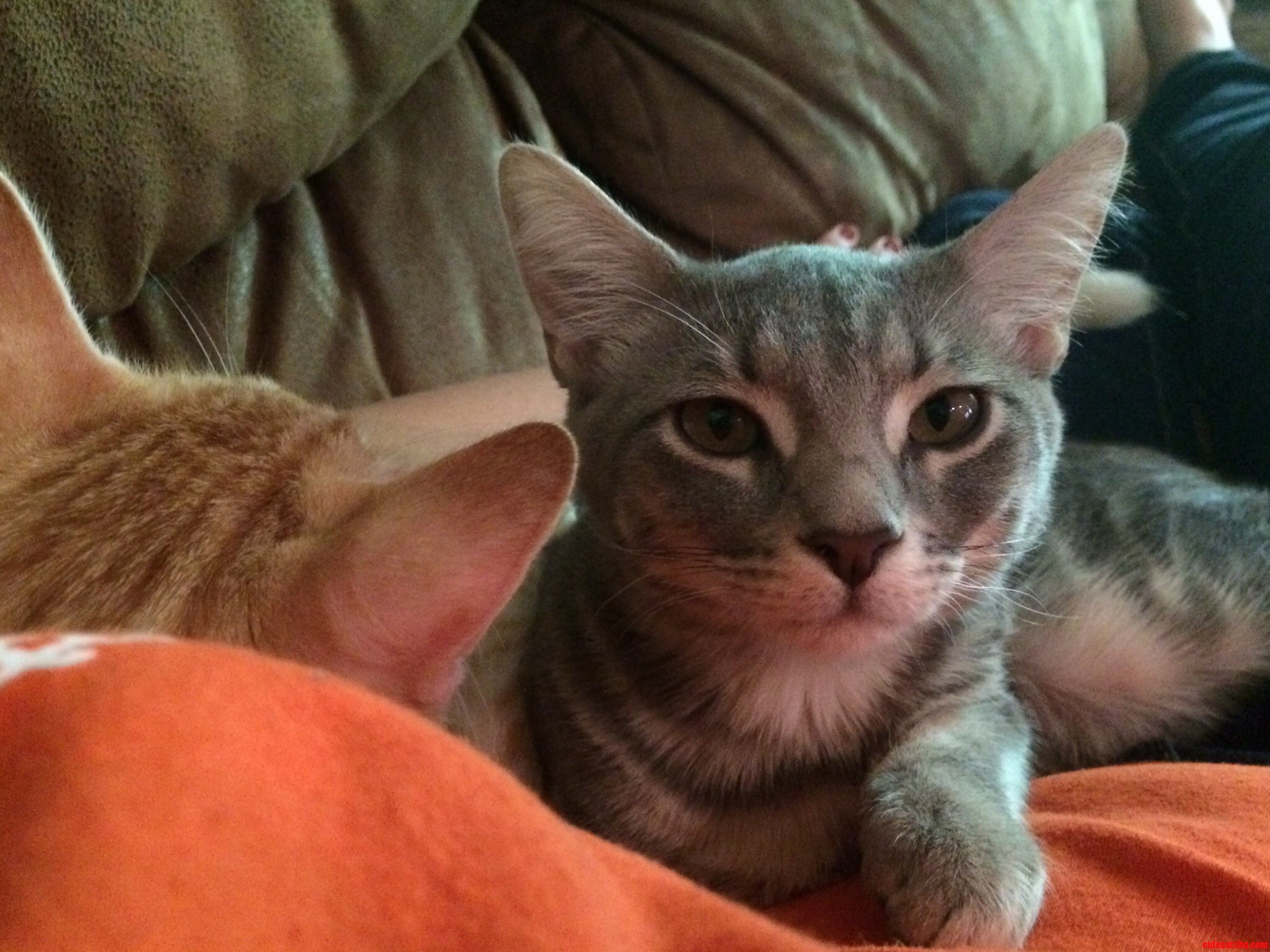 Everyone Including the Cats Is Glad the Kids I Babysit Are Napping.