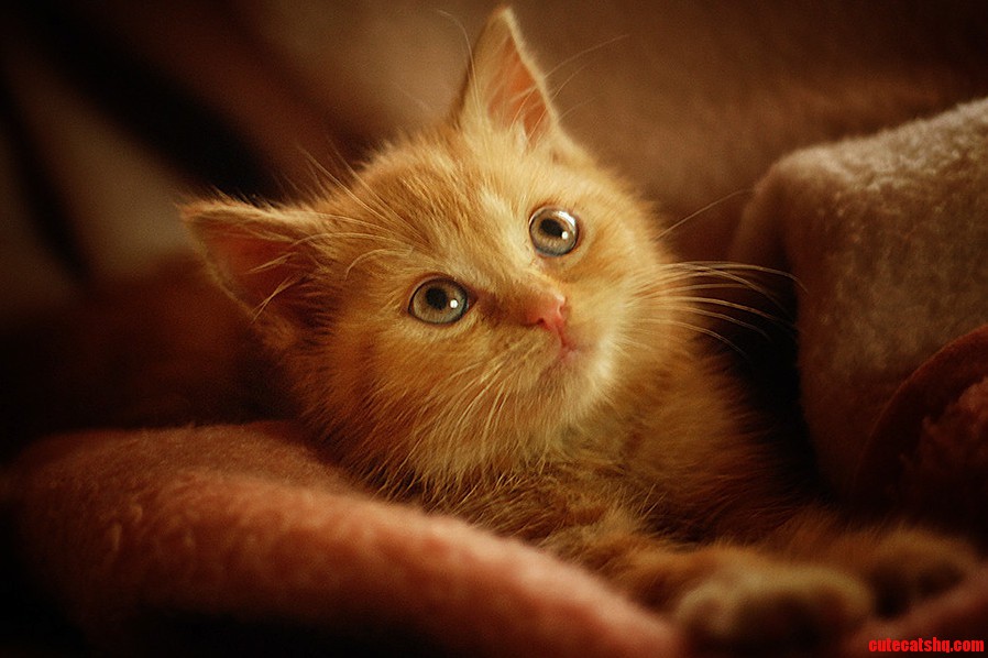 Everyone Meet Panna Cotta