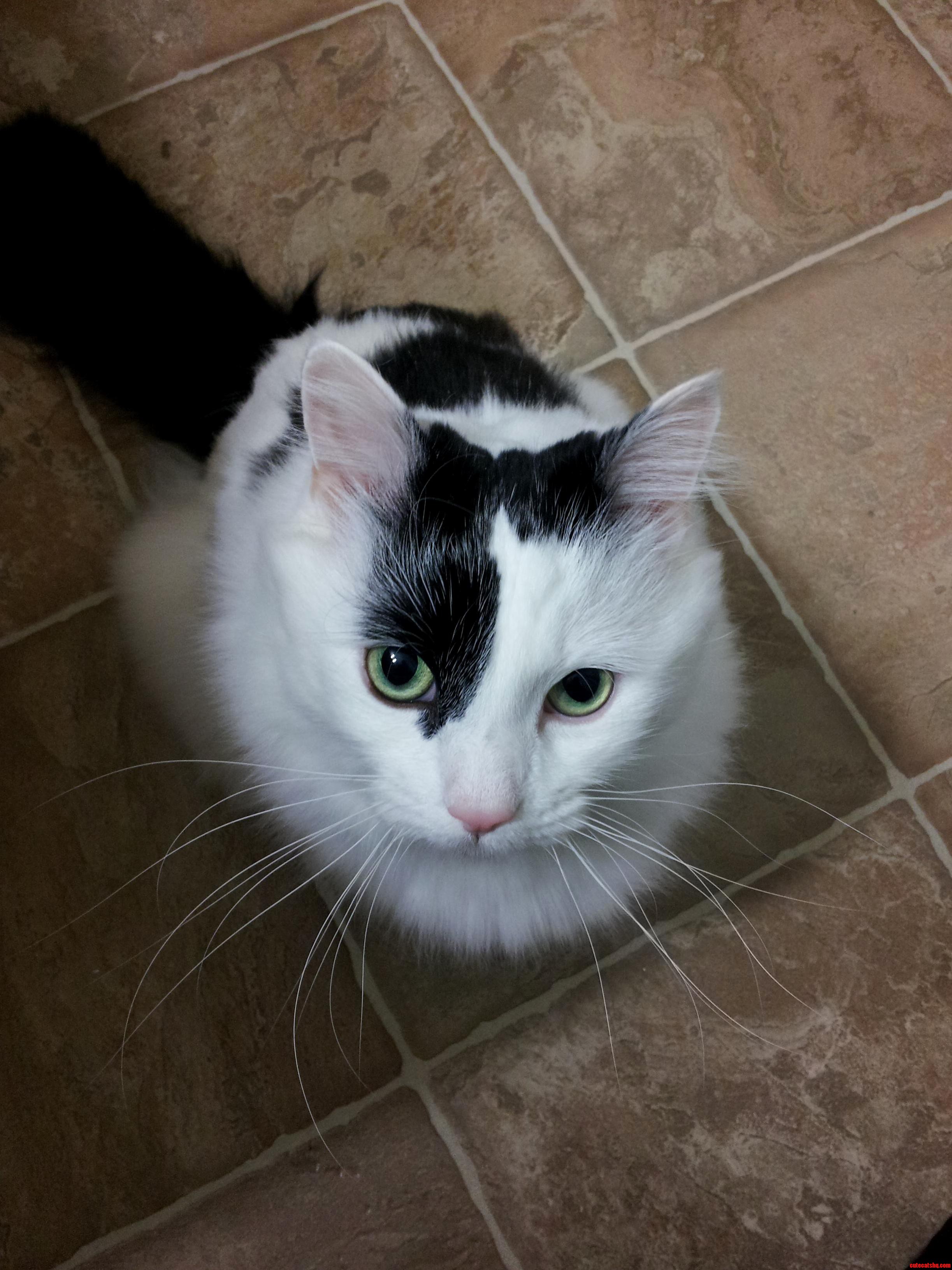 Everything I Go to the Washroom She Just Sits and Stares.