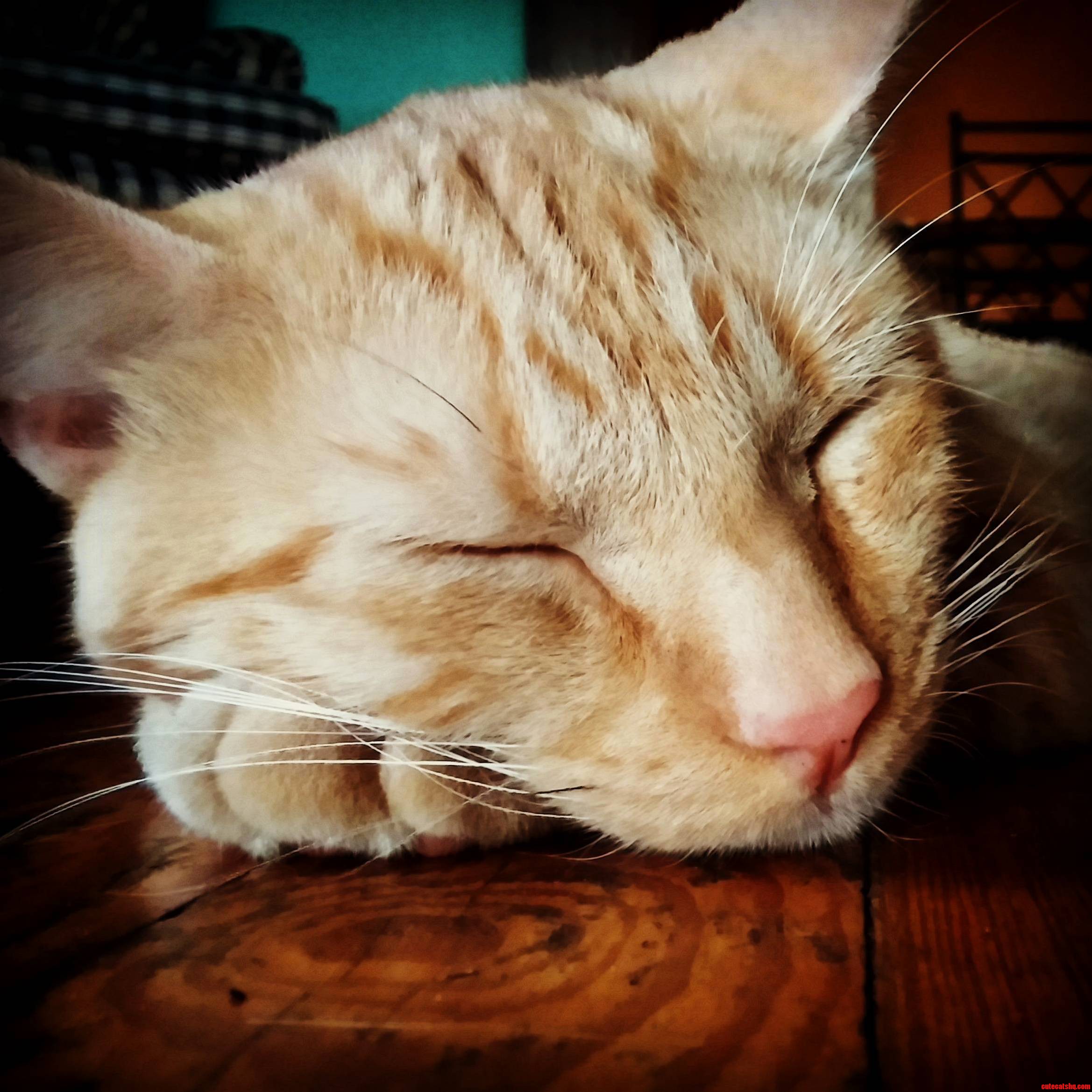 Ez Cat 3