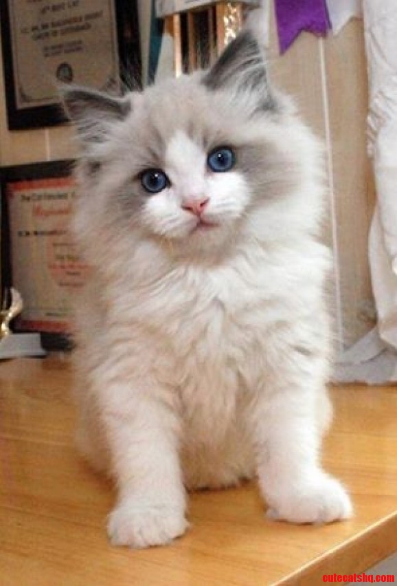 Fabulously Cute Furball