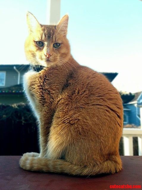 Felis Catus Regalis