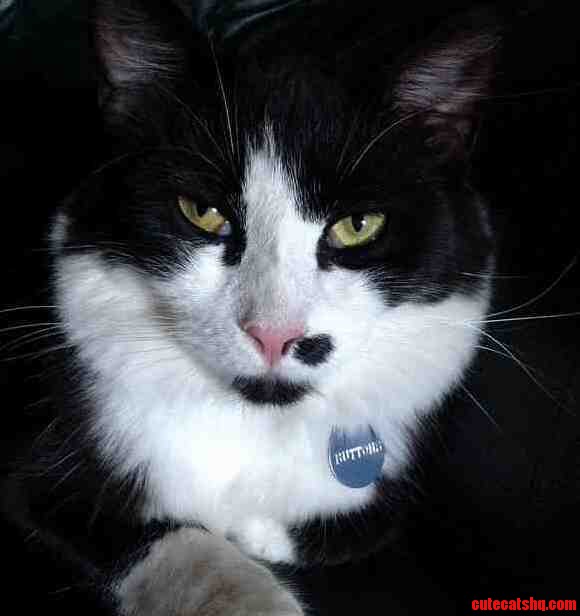 Fierce Kitty