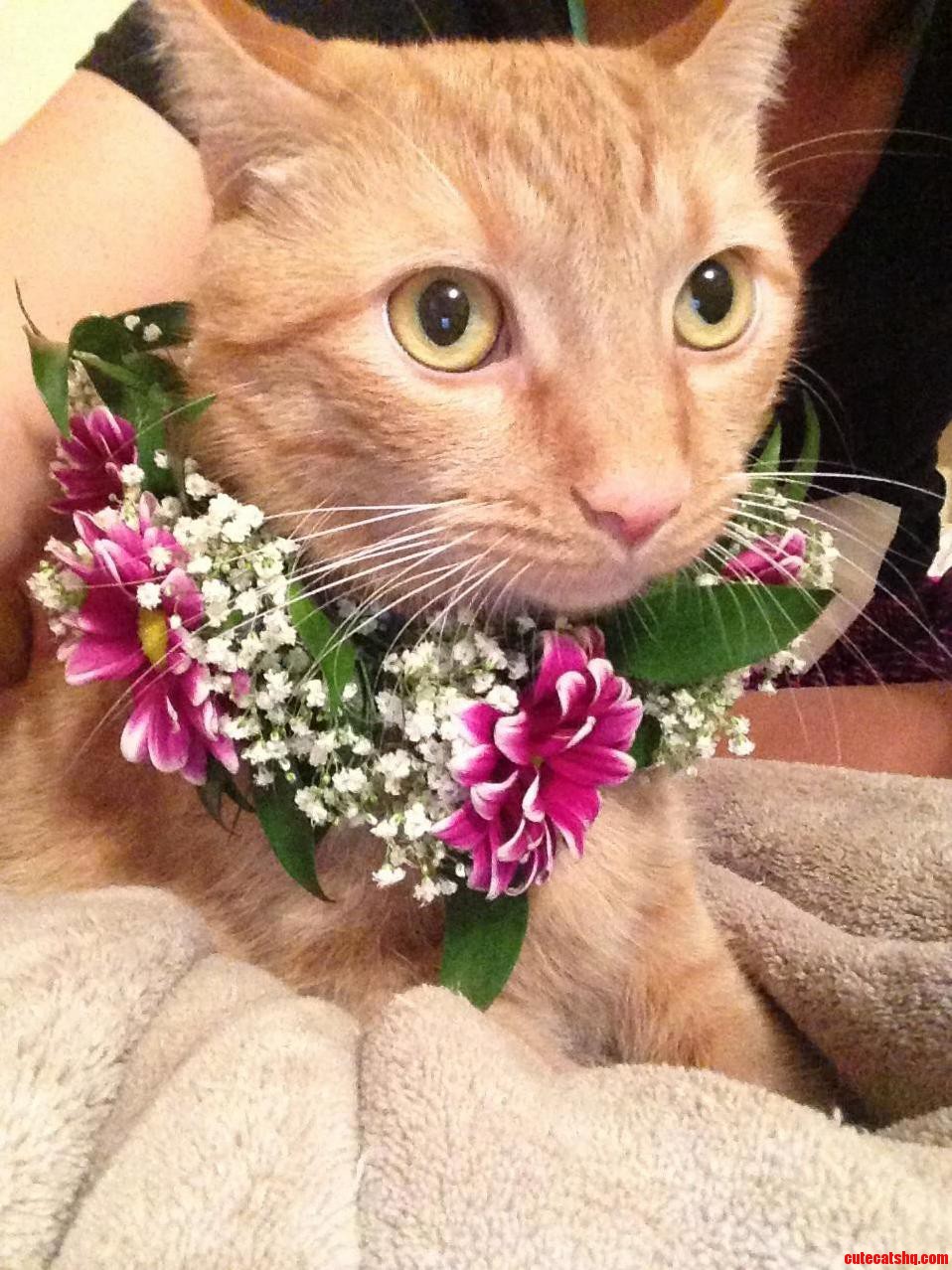 Flower Boy