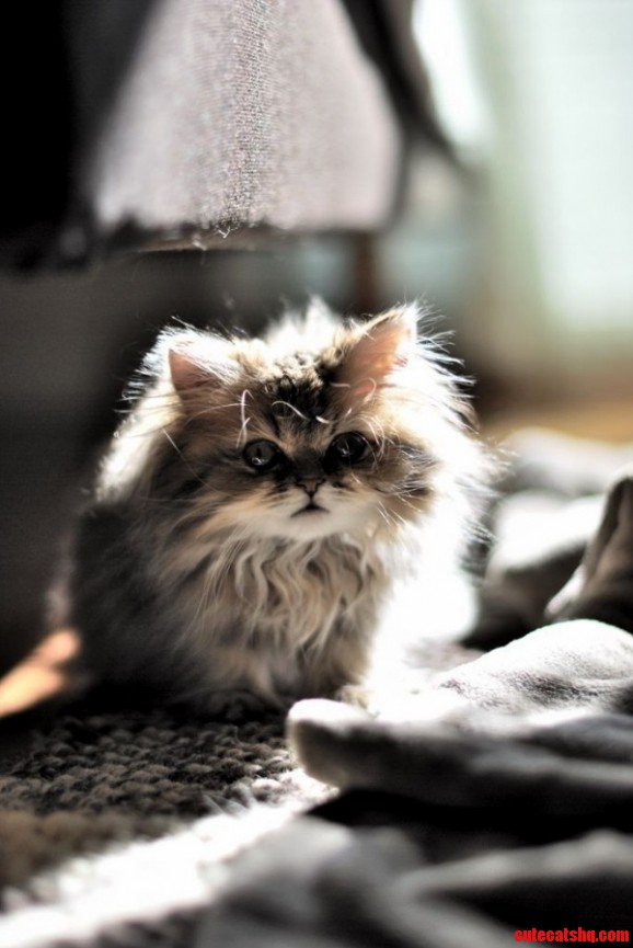 Fluffiest Kitten