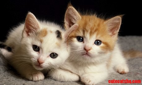 Fluffy Cats