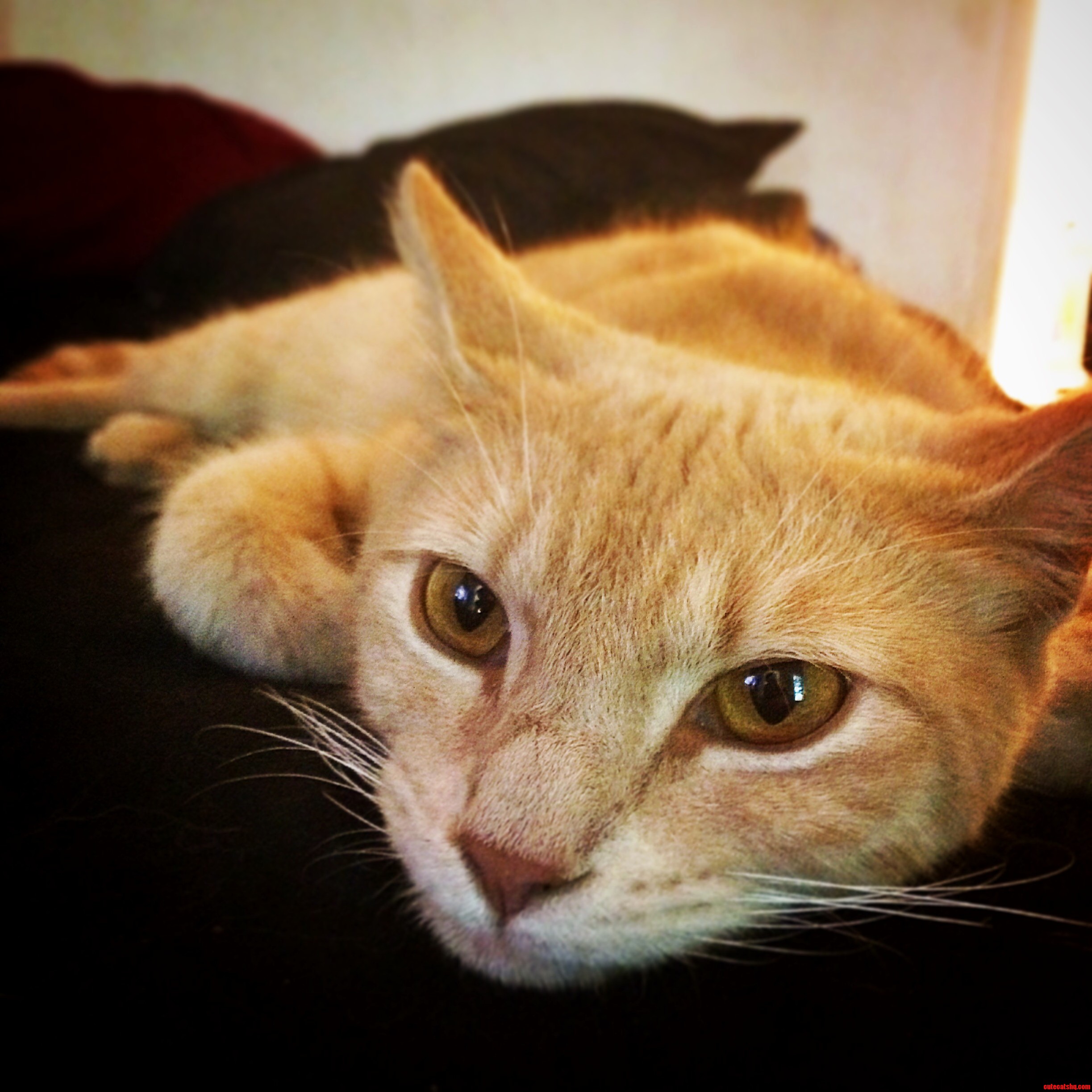 For My Cake Day Help Me Name My New Cat