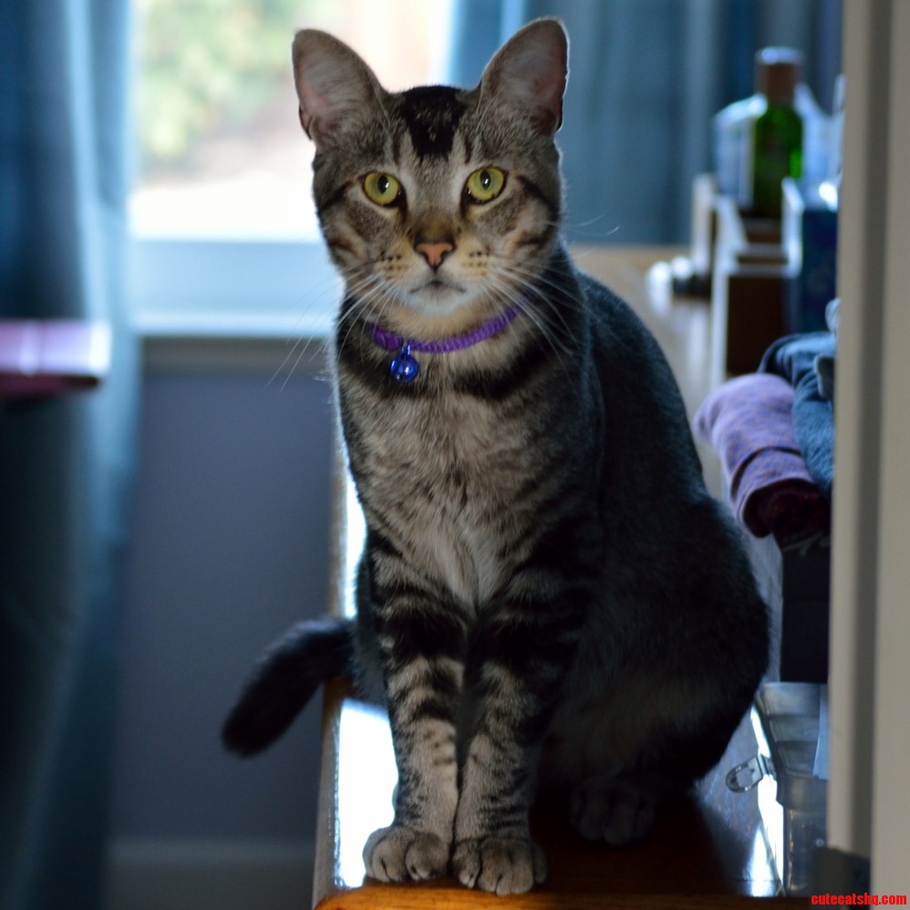 Formally Introducing the Neighborhood Cat I Adopted About a Week Ago. Meet Bigby.