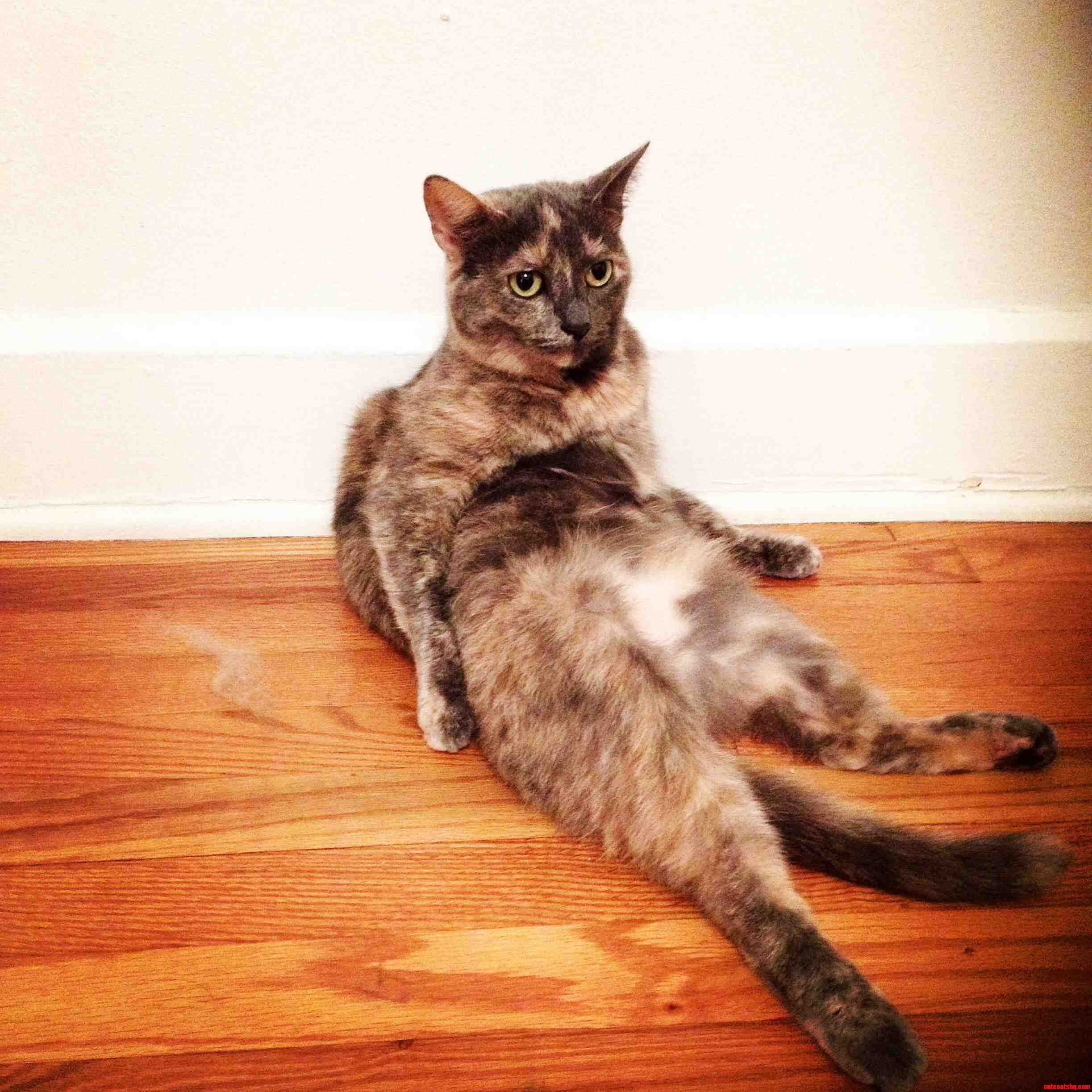Found My Cat Jeff Chilling Like This.