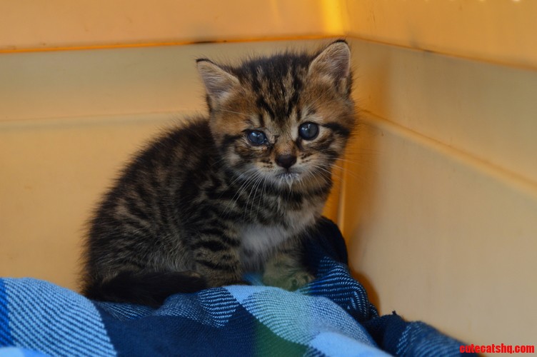 Found This Little Stray Today Taken Her to the Shelter After Some Milk. Hopefully She Gets the Love and Care She Deserves.