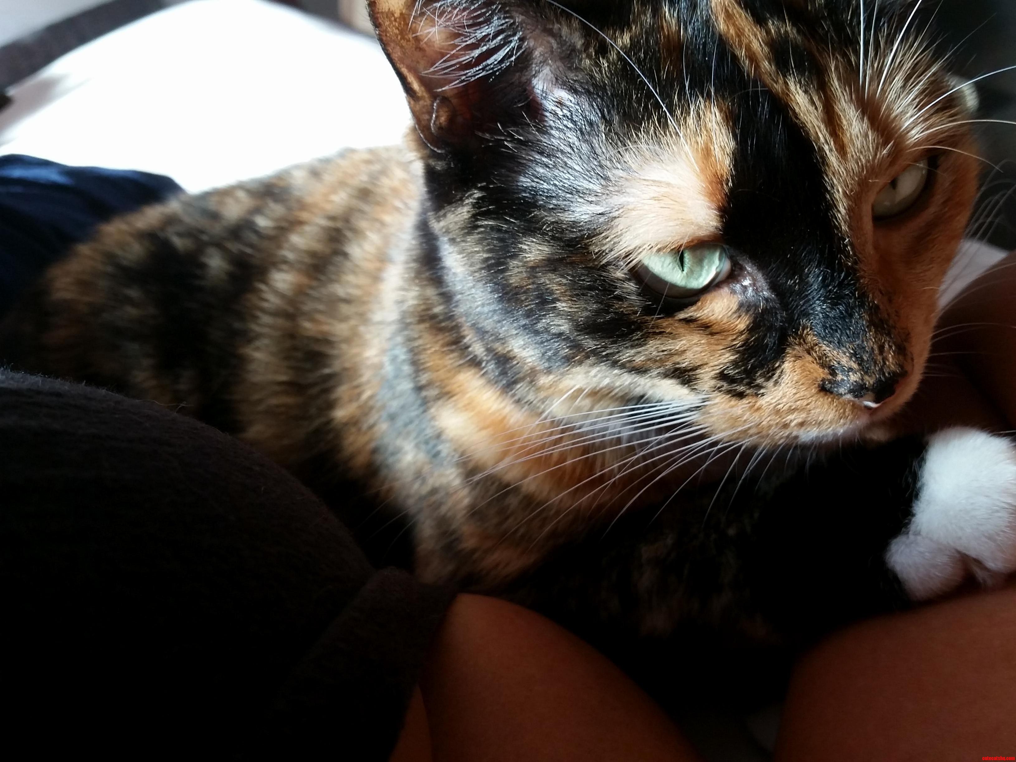 Francine