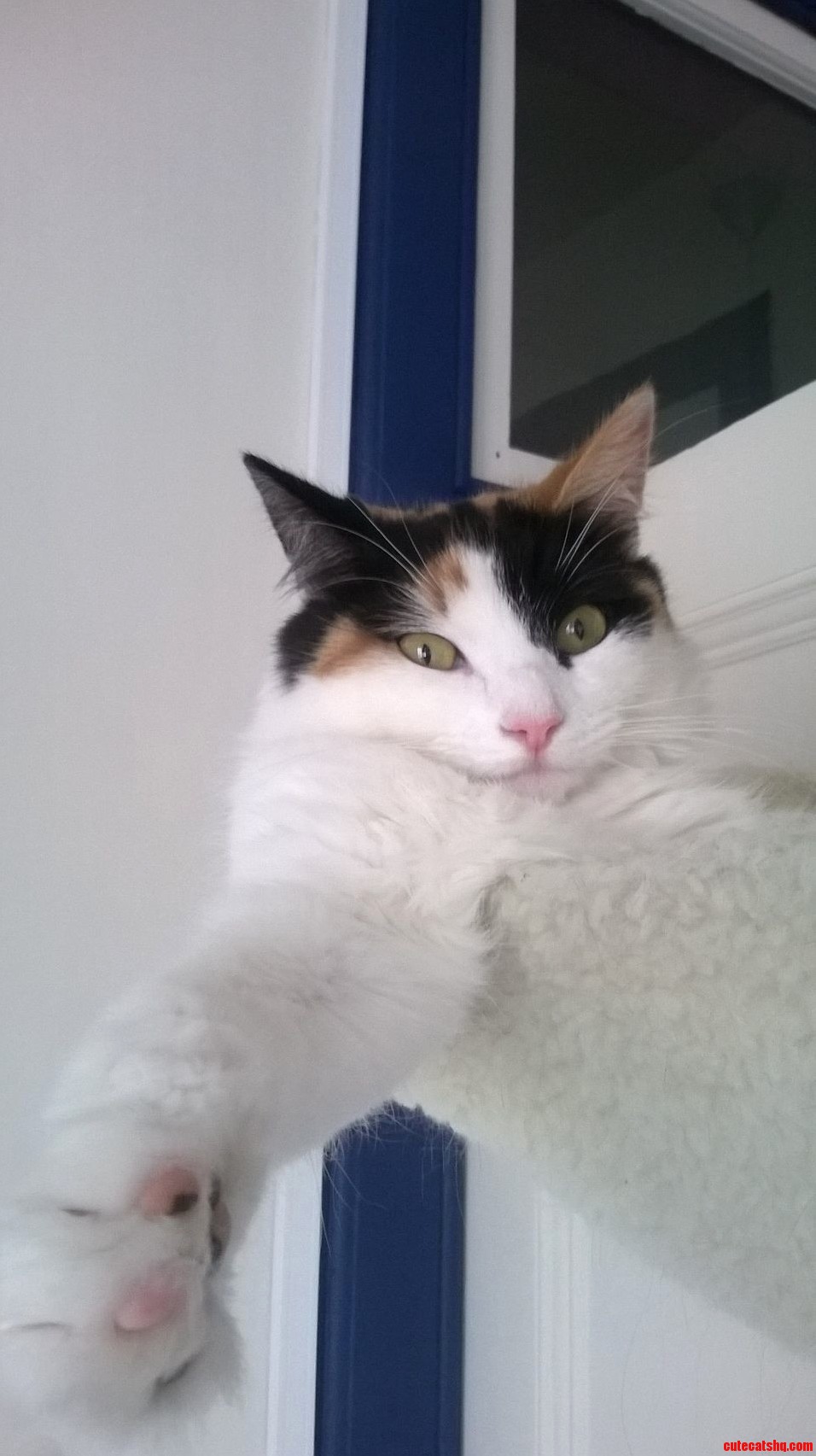 Friday Loves Her Hammock