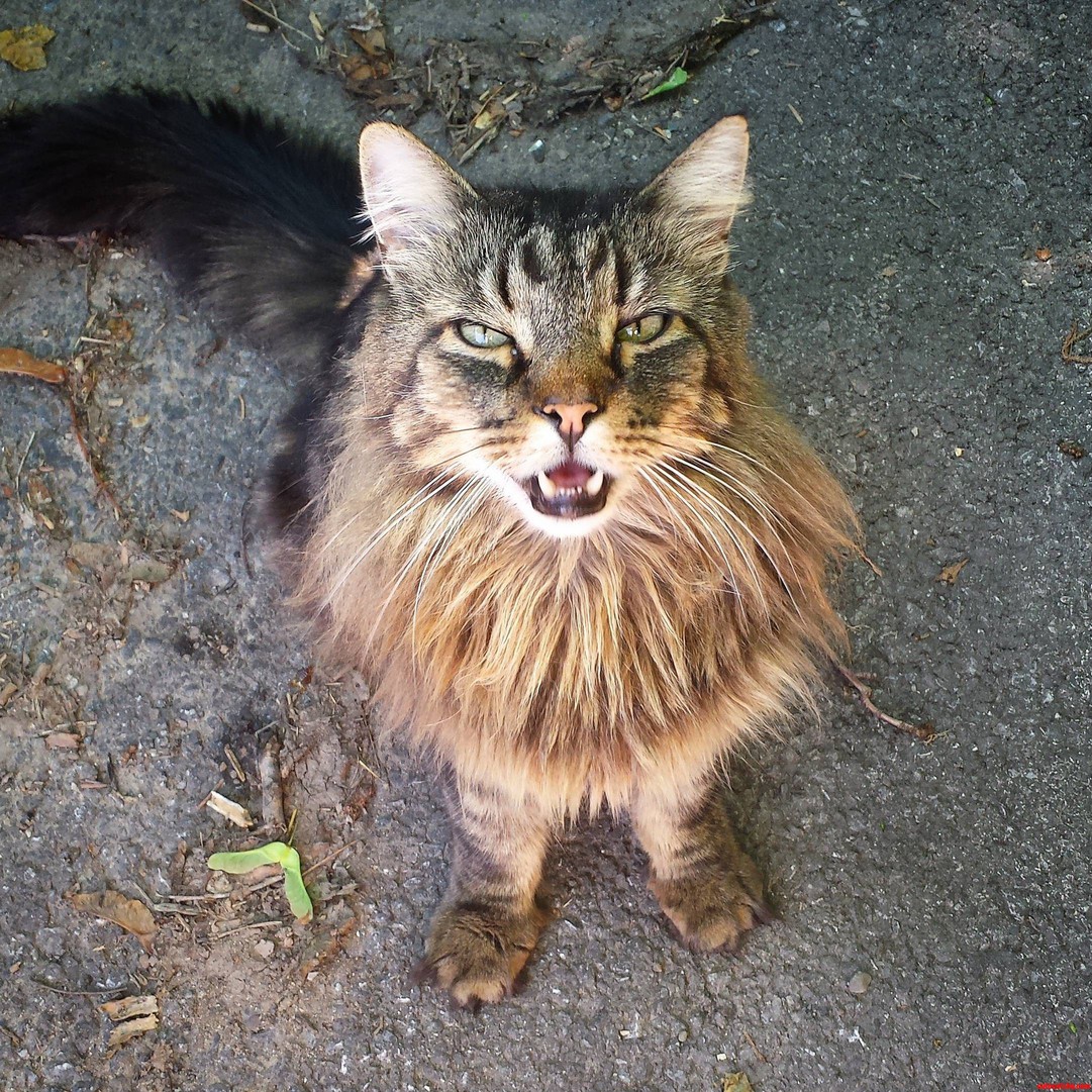 Friendly Neighborhood Parking Lot Cat