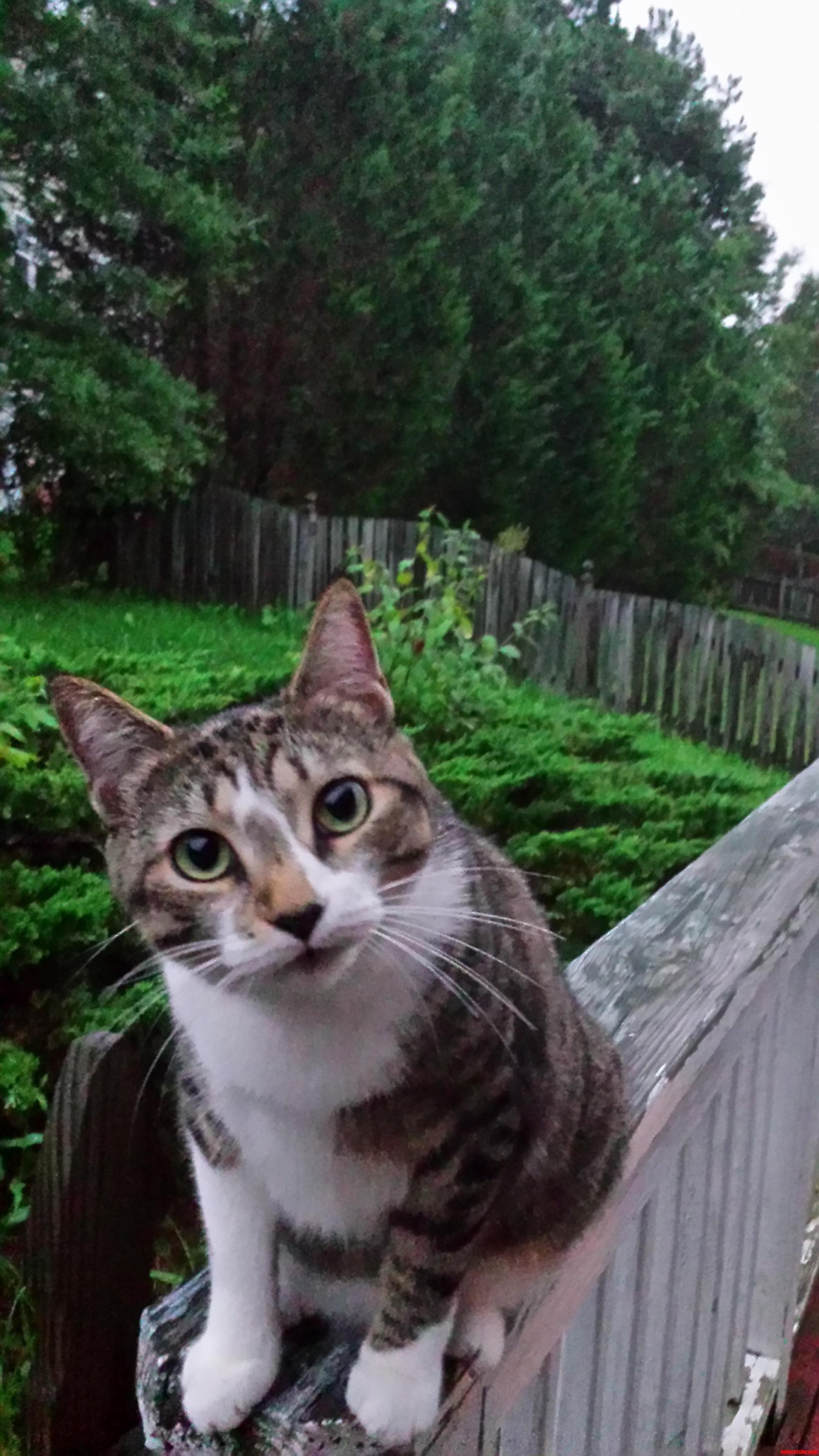 Garfield Nermal the Cat