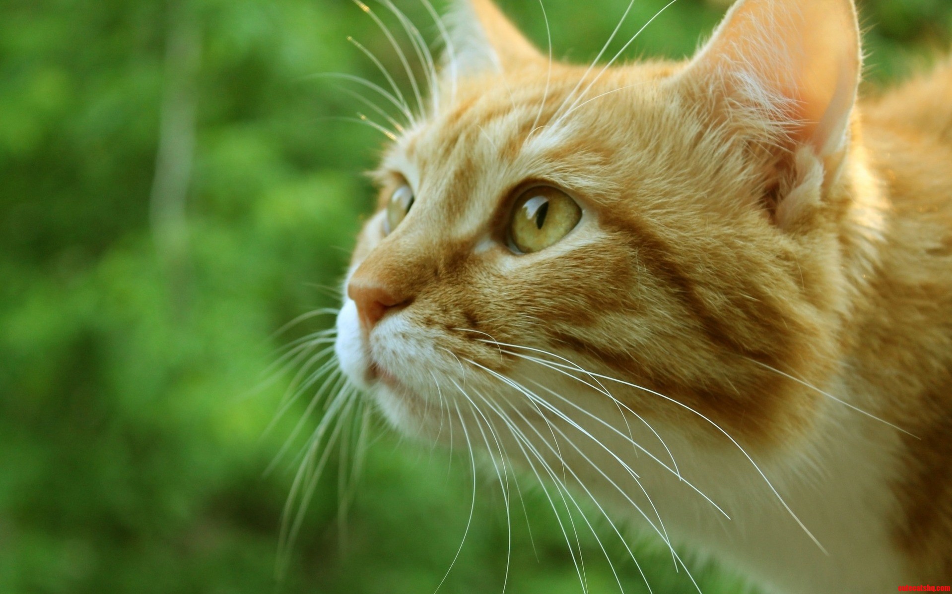 Ginger Cat