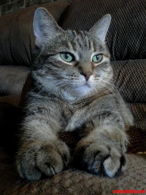 Gizmodo Sittin Pretty